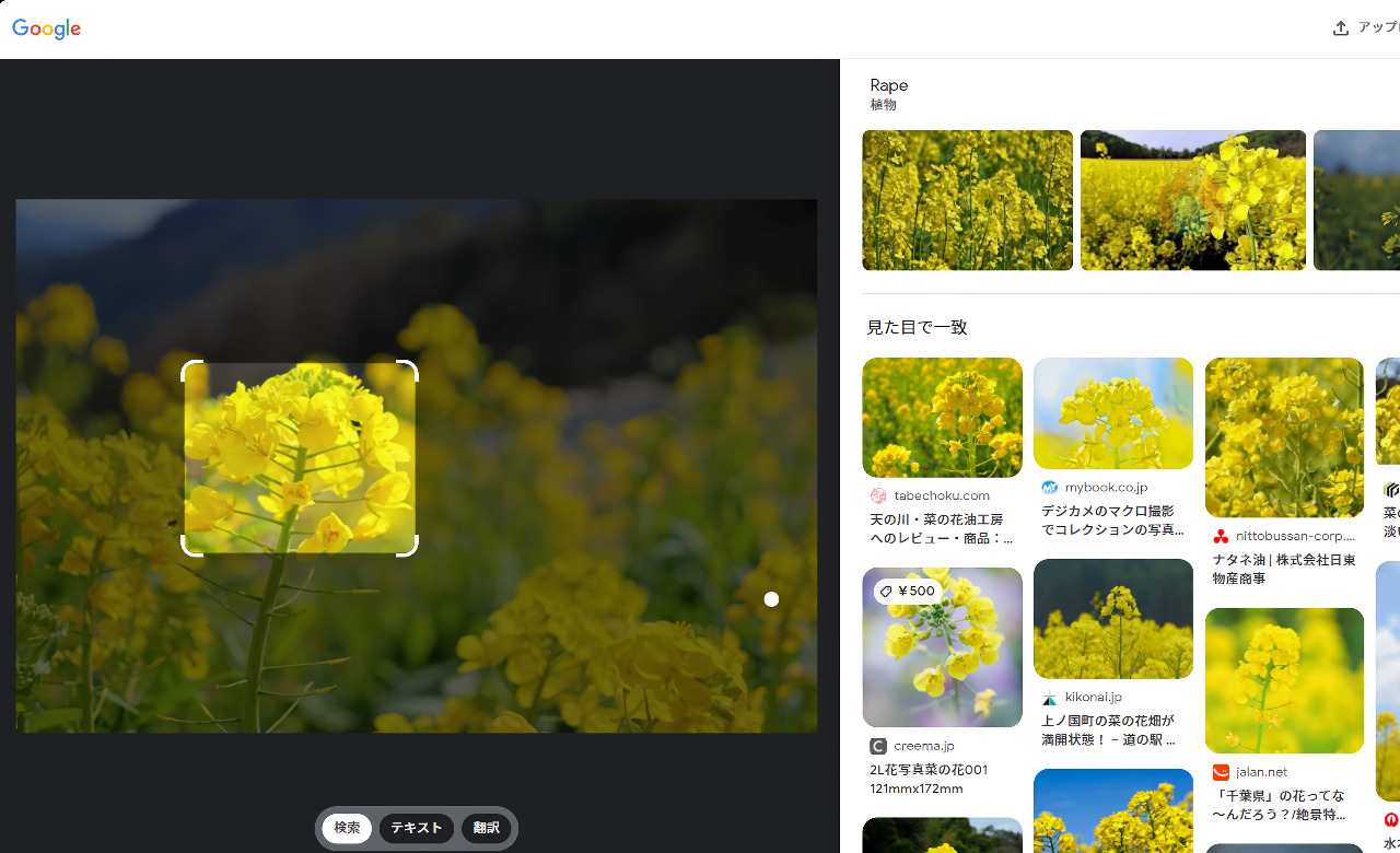 Googleレンズの検索結果　菜の花