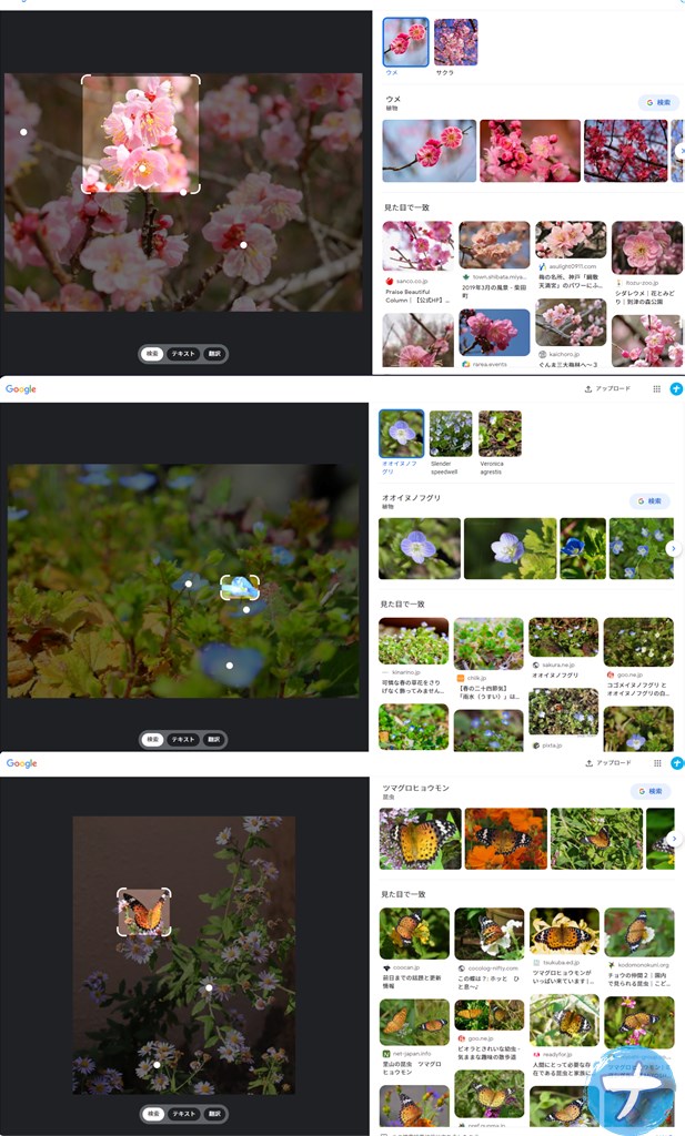 Googleレンズの検索結果　植物と生き物（ウメ、オオイヌフグリ、ツマグロヒョウモン）