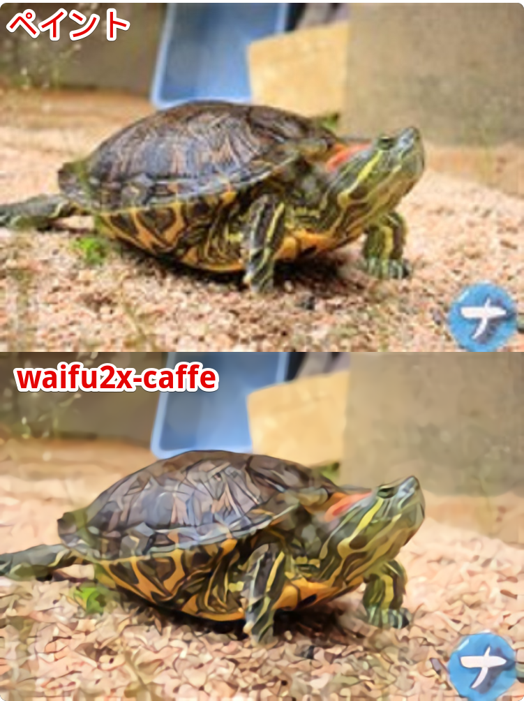 ペイントで拡大した画像とwaifu2x-caffeで拡大した比較写真　亀を斜めから撮影した写真
