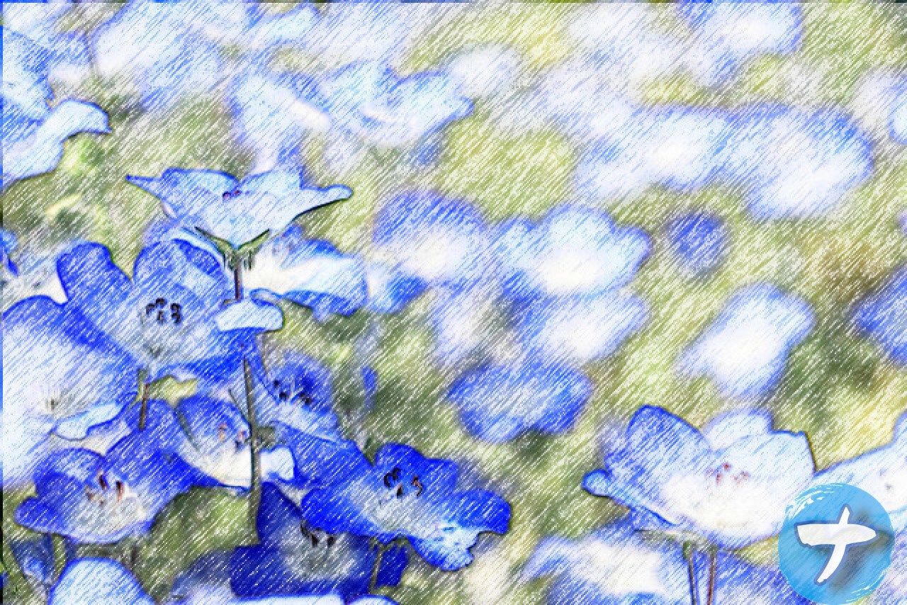 「画像を色鉛筆スケッチ風にする-DataChef」で、色鉛筆スケッチ風にしたネモフィラ写真