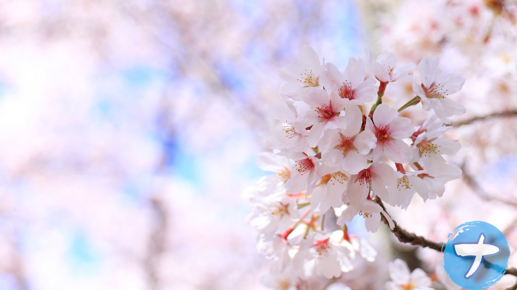 縮小革命でリサイズ＆ロゴ画像の透かしを挿入した桜の写真