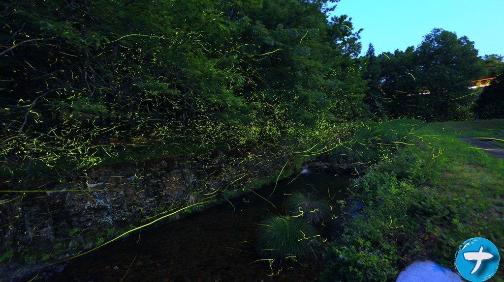 「長谷日宛さざなみ公園」で撮影した蛍の比較明合成写真