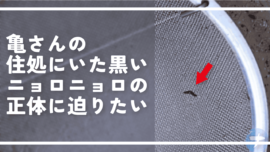 亀さんの住処にいた黒いニョロニョロの正体に迫りたい