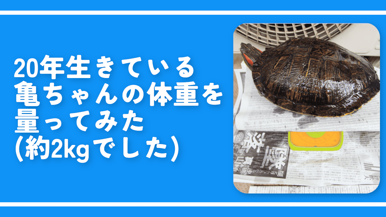 20年生きている亀ちゃんの体重を量ってみた（約2kgでした）