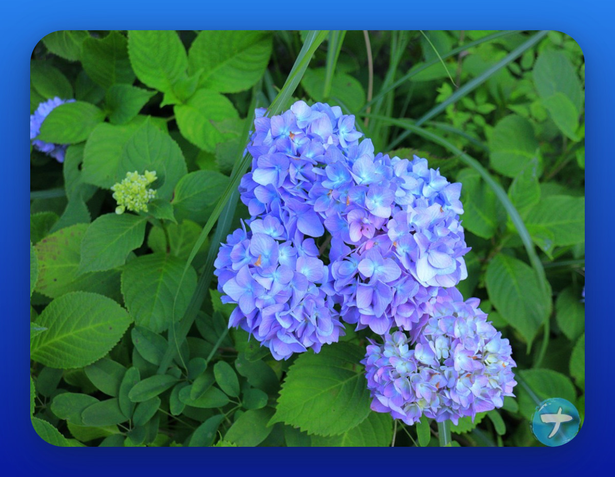 TweetPicsで作成した紫陽花の写真1