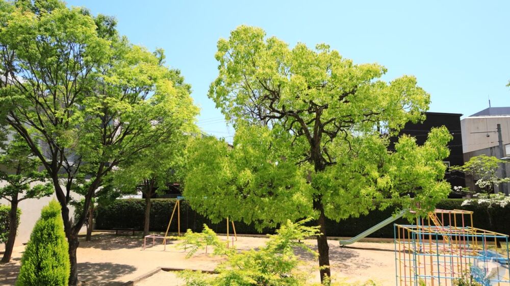 2023年5月2日に撮影した新緑の木々写真