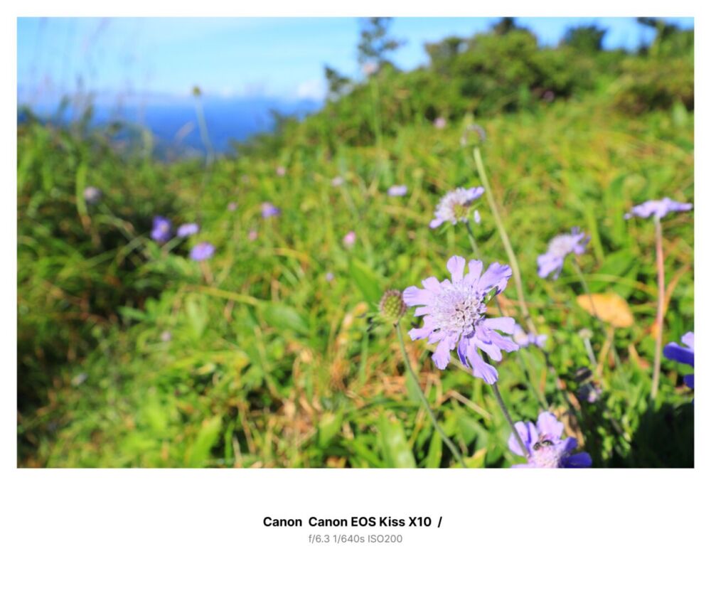 「ExifFrame」を利用して白フレームとExif情報を書き込んだ岩樋山にあった花の写真
