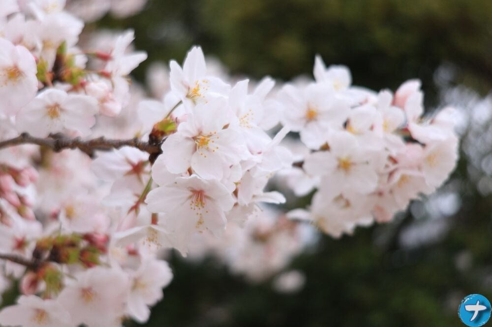 「EOS R8」で撮影した桜の写真1