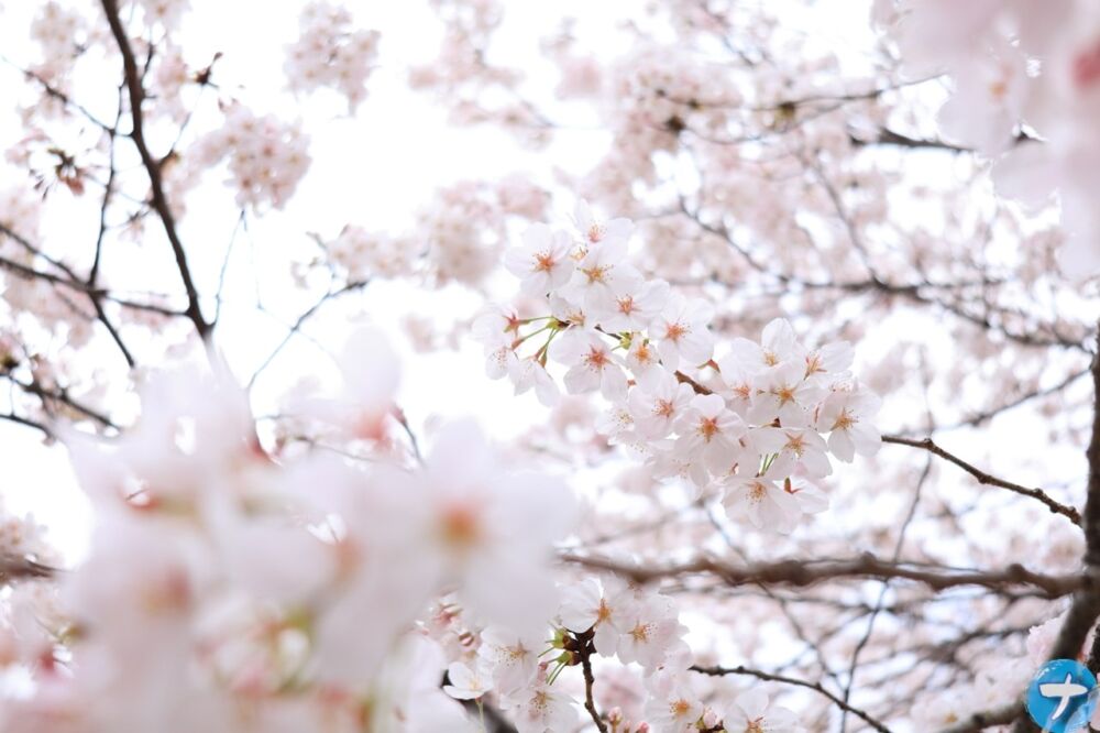 「EOS R8」で撮影した桜の写真2