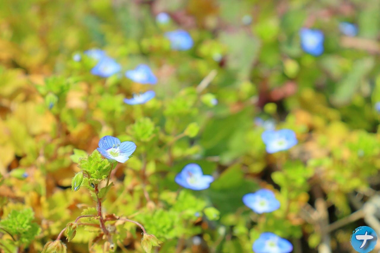 ナポリタン寿司が撮影した青い花の写真