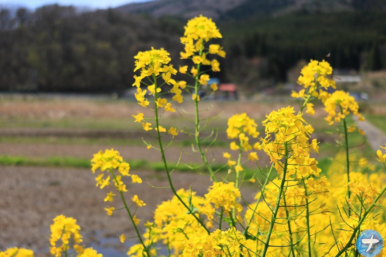 ナポリタン寿司が撮影した菜の花の写真