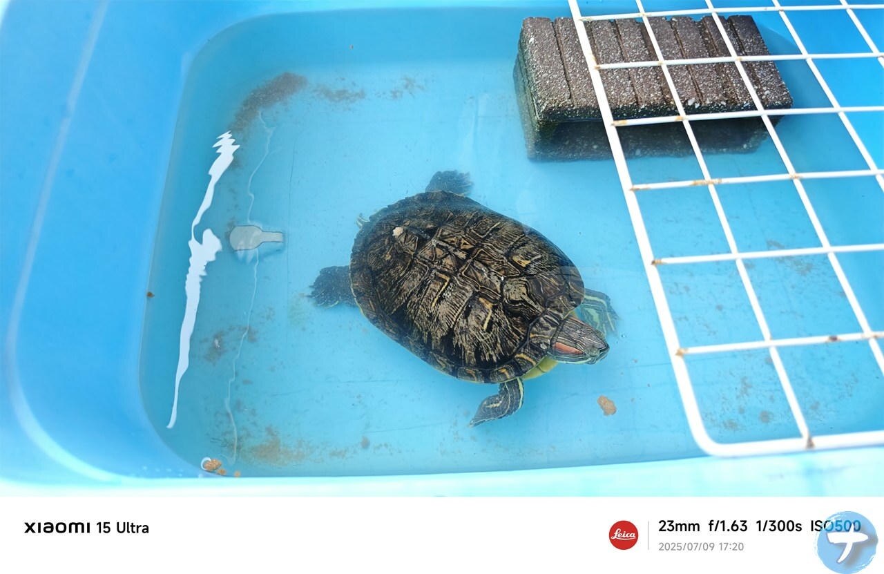「Hikari 超おおきなカメのエサ 600g」をミドリガメにあげた後の水質汚れ写真