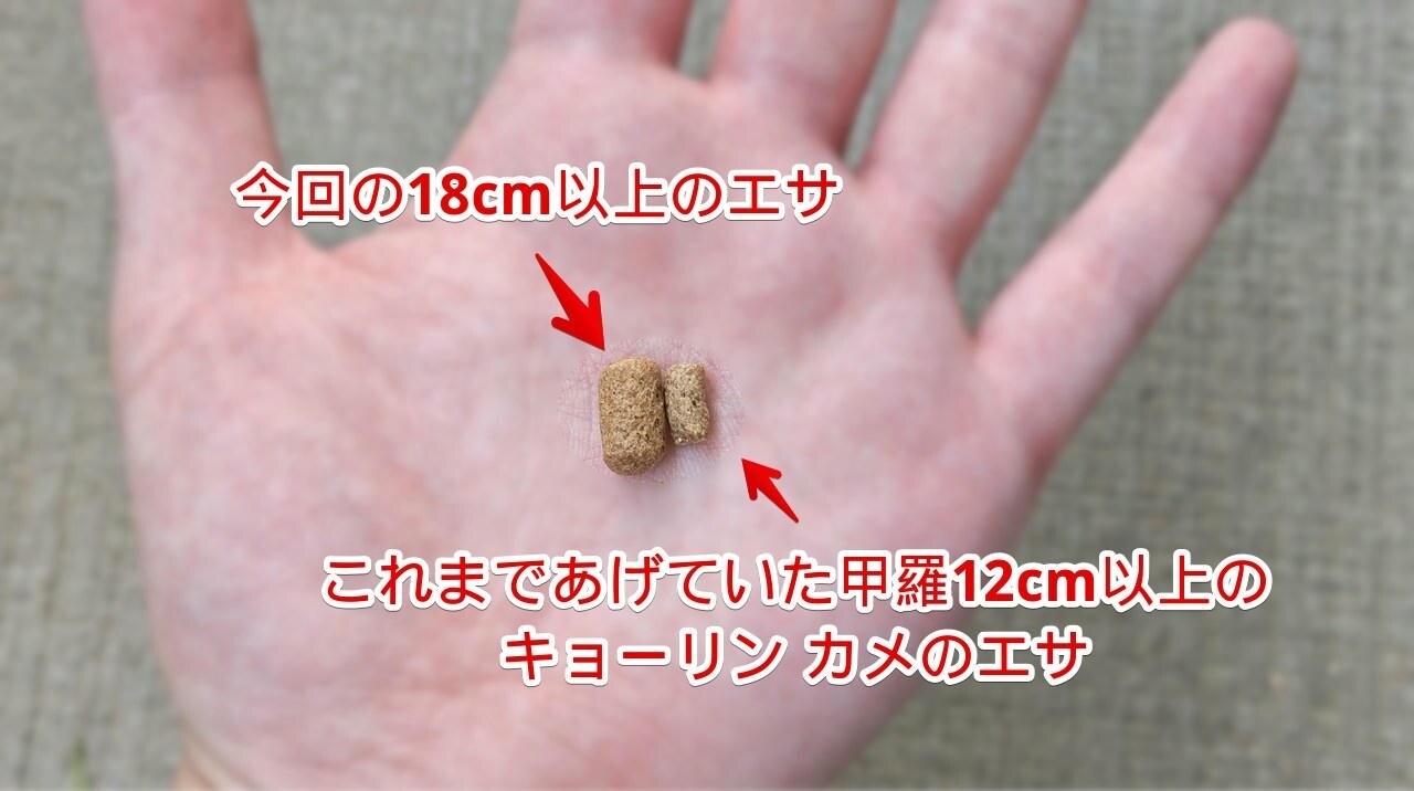 手のひらに「Hikari 超おおきなカメのエサ 600g」と「おおきなカメのエサ 特大粒 1kg」を乗せた比較写真