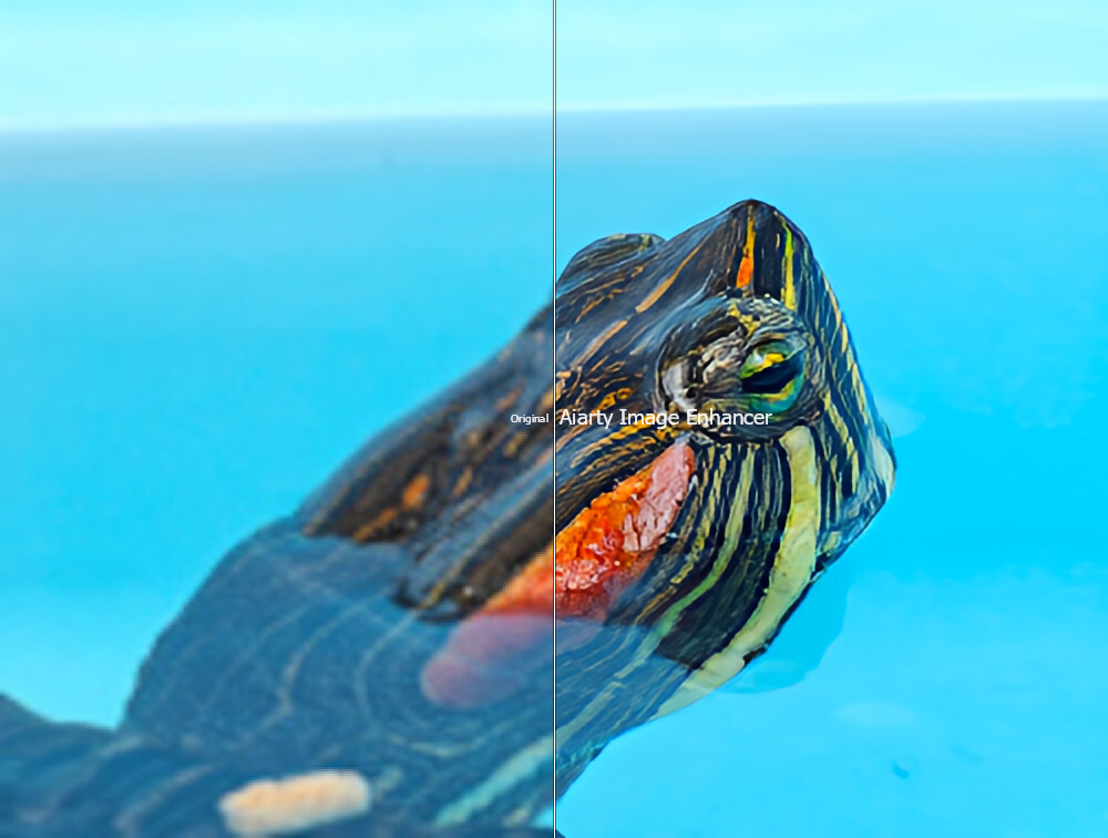 「Aiarty Image Enhancer」の無料版で保存した僕が飼っている亀の写真