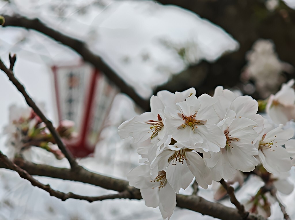 「Aiarty Image Enhancer」ソフトで拡大した後の桜の写真